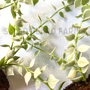 2 Variegated Dischidia starter plants image 1