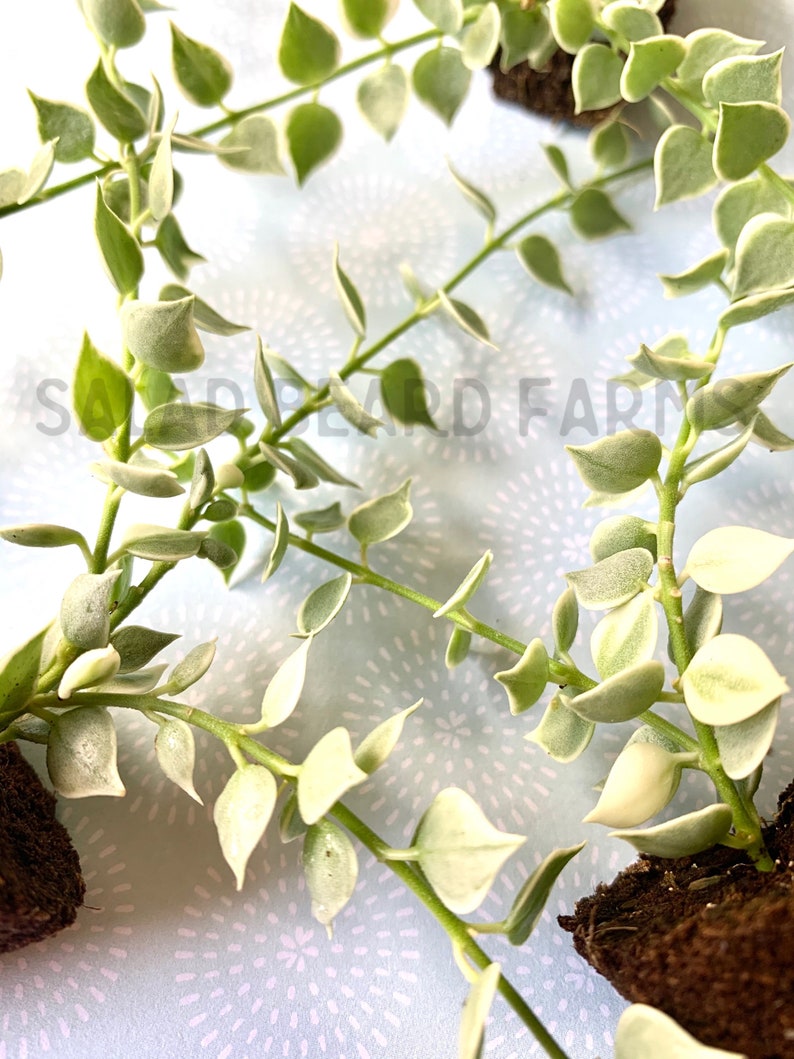 2 Variegated Dischidia starter plants image 1