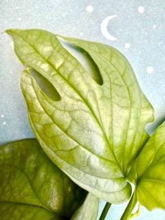 baby philodendron xanadu Philodendron Xanadu main image 0
