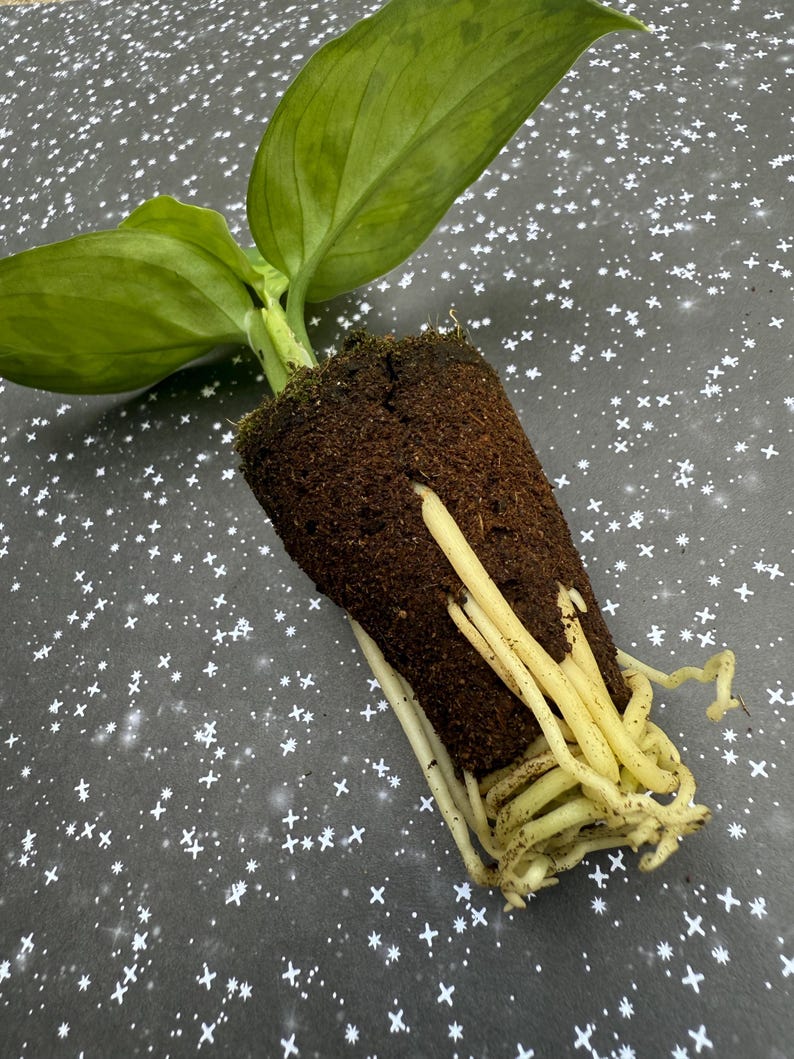 SaladBeardFarms Amydrium medium Spiderman - Thumbnail 4