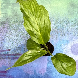 Tacca integrifolia “White Bat Flower” starter plant