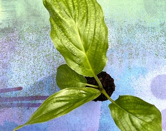 Tacca integrifolia “White Bat Flower” starter plant