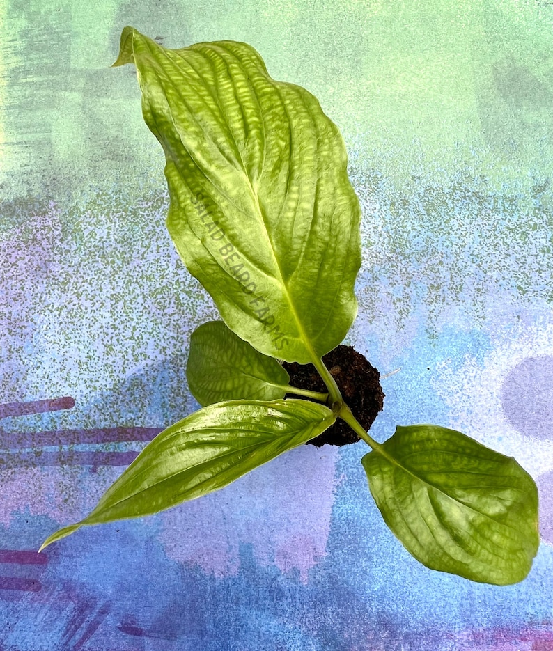 SaladBeardFarms Tacca integrifolia Bat Flower Starter Plant - Thumbnail 3