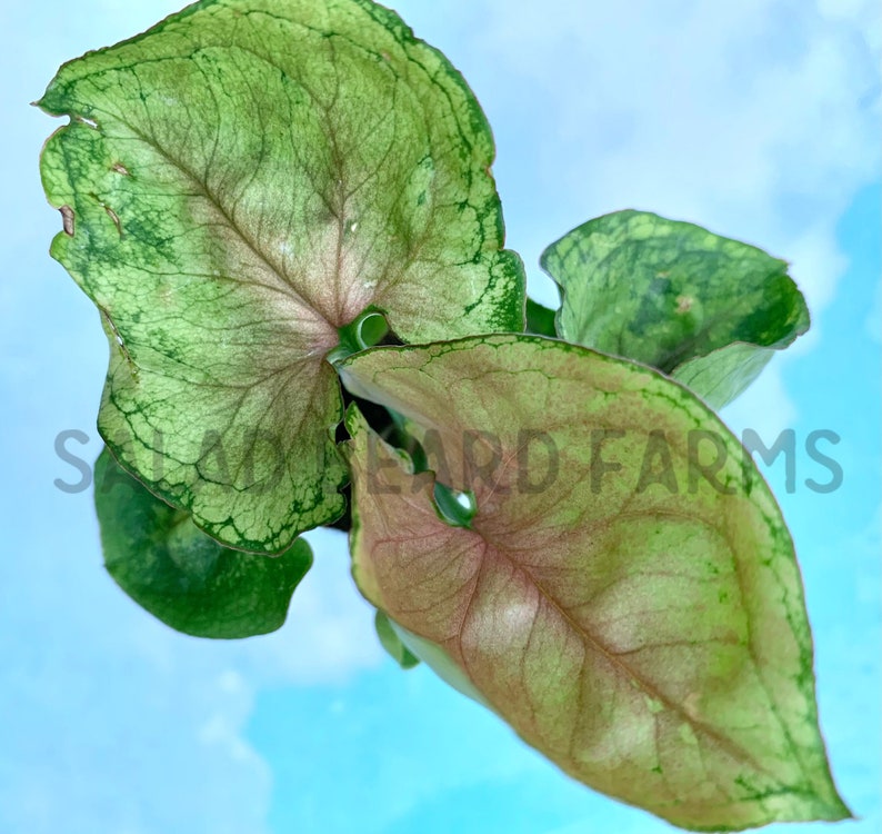 SaladBeardFarms Syngonium Mango Allusion Plant - Thumbnail 3