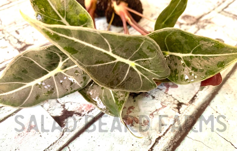 Alocasia Dragons Tooth starter plant image 2