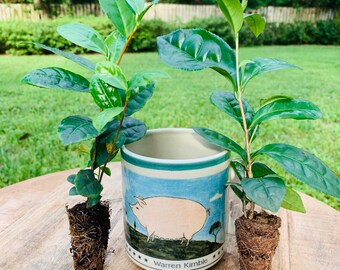1 ‘Sochi’ tea (Camellia sinensis) starter plants