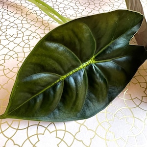 Alocasia &#39;Golden Bone&#39; starter plant