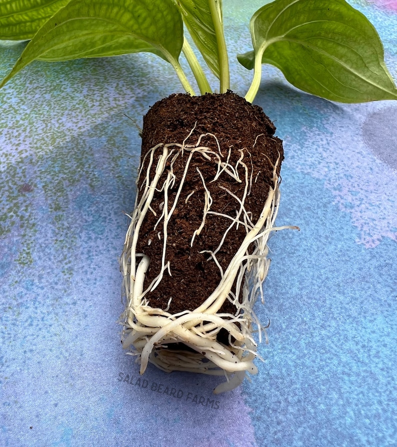 SaladBeardFarms Tacca integrifolia Bat Flower Starter Plant - Thumbnail 4