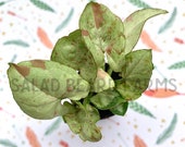 Syngonium Fiesta aka Milk Confetti starter plant - FREE Shipping