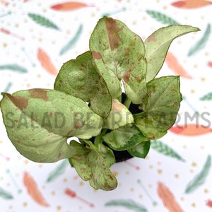 Syngonium “Milk Confetti” starter plant