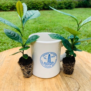 Large Leaf Tea starter plant