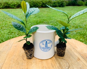 Puede incluir: Dos plantas de té en maceta con hojas verdes y raíces marrones, junto a una taza blanca con un logotipo azul que dice "United States Lighthouse Service".