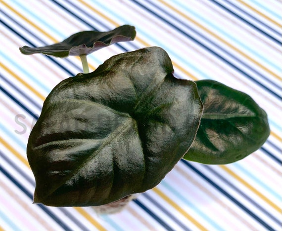 Alocasia Infernalis 'kapit' AKA 'black Panther' Starter Plant - Etsy