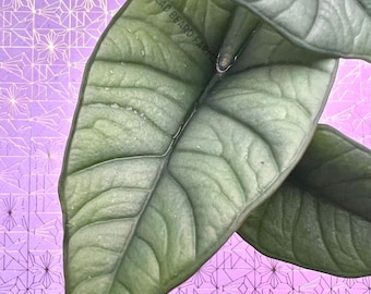 Alocasia ‘Platinum’ starter plant