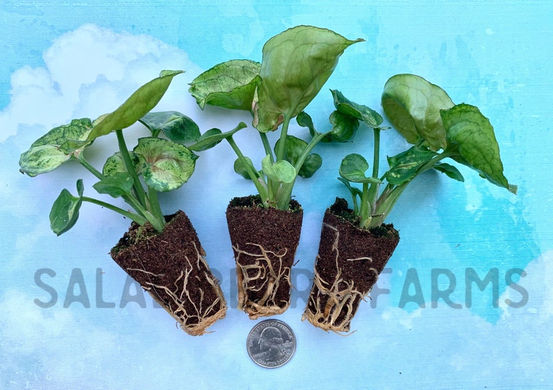 SaladBeardFarms Syngonium Mango Allusion Plant - Thumbnail 5