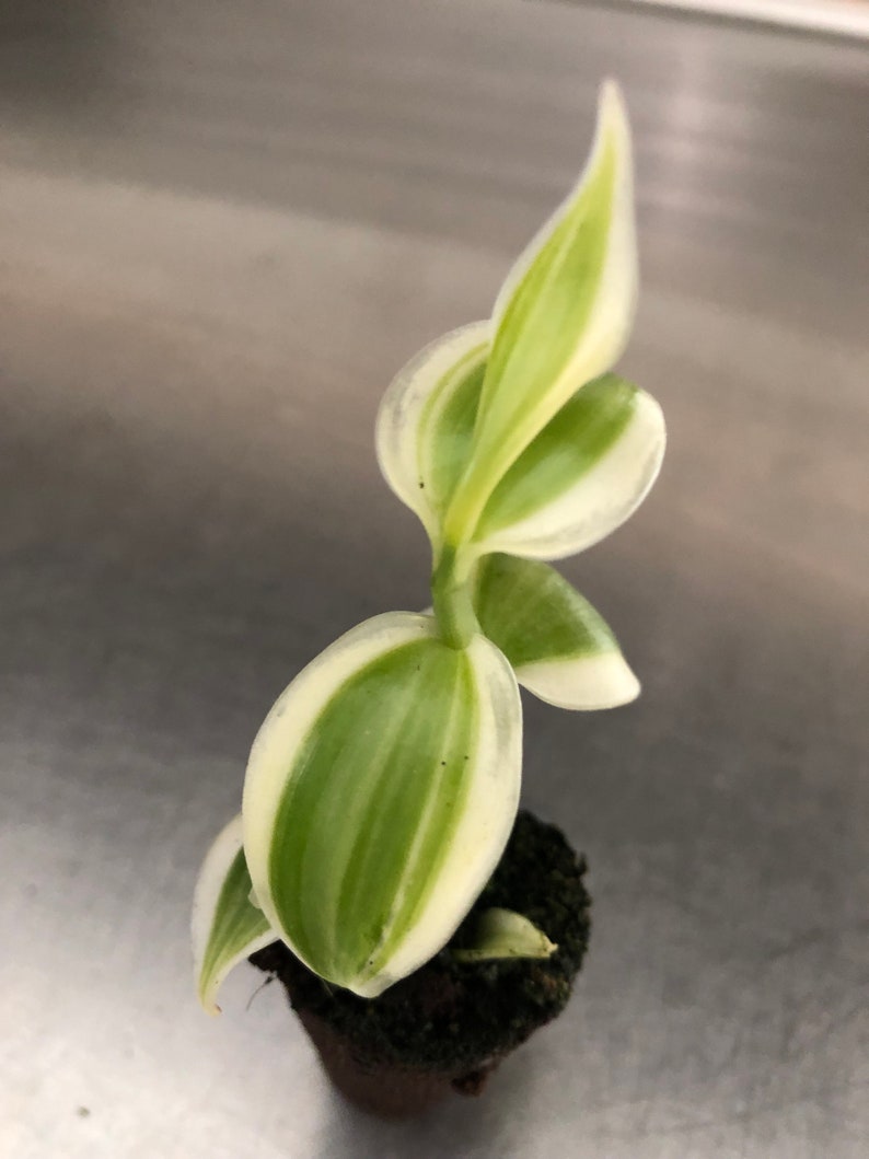 Vanilla plants. Vanilla planifolia “variegated Yellow”.