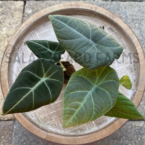 May include: Three green and black velvet leaf plants in a wooden pot with a white background.