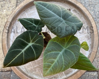 Alocasia &#39;Black Velvet&#39; + ‘Maharani’ starter plants