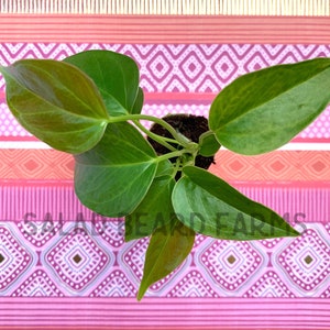 Anthurium ‘Red Leaf’ starter plant