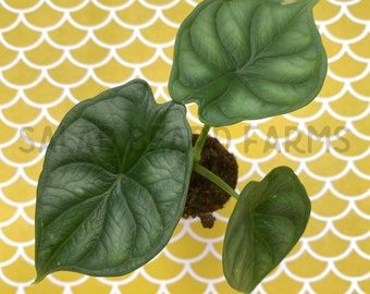 Alocasia ‘Dragon Scale’ starter plant