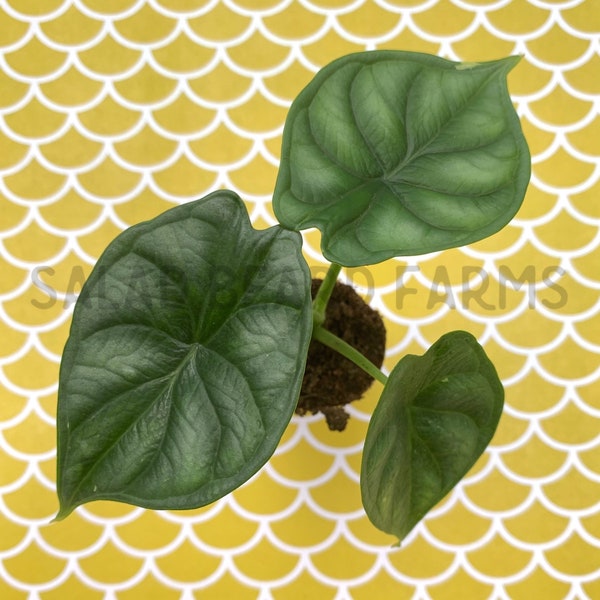 Alocasia ‘Dragon Scale’ starter plant