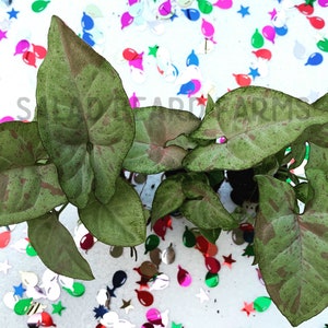 Syngonium ‘Confetti’ starter plant