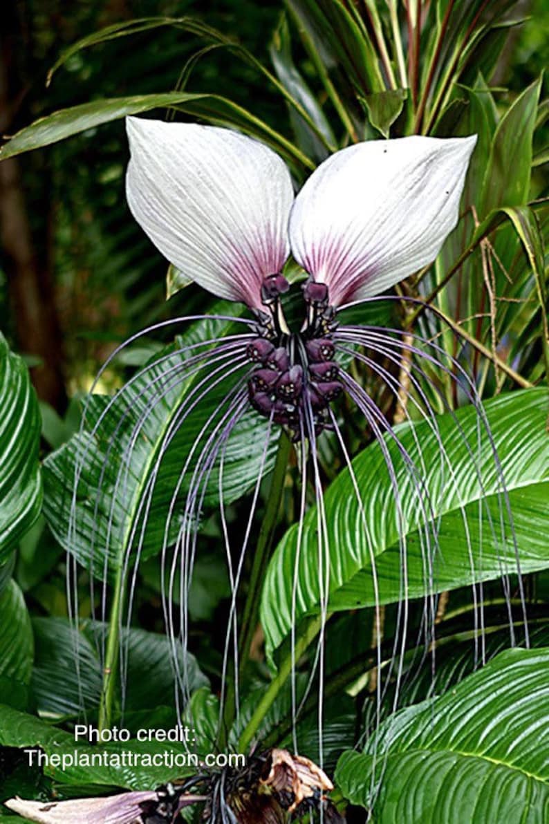 SaladBeardFarms Tacca integrifolia Bat Flower Starter Plant - Thumbnail 2