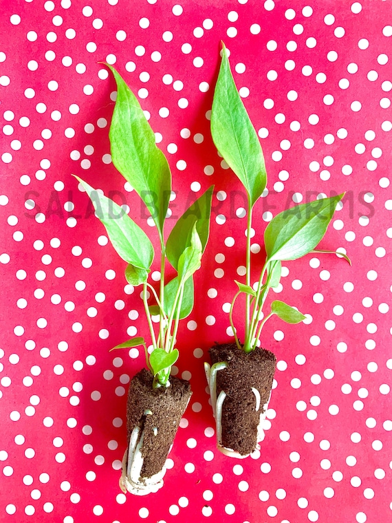 fiddle leaf fig ficus lyrata Ficus lyrata (Fiddle Leaf Fig)