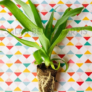 May include: A small green plant with long, slender leaves and visible roots, set against a colorful geometric patterned background. The plant is in a small soil block, showcasing its root system. The background features a repeating pattern of triangles in various colors.