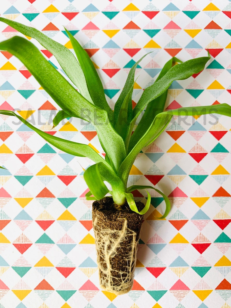 May include: A small green plant with long, slender leaves and visible roots, set against a colorful geometric patterned background. The plant is in a small soil block, showcasing its root system. The background features a repeating pattern of triangles in various colors.