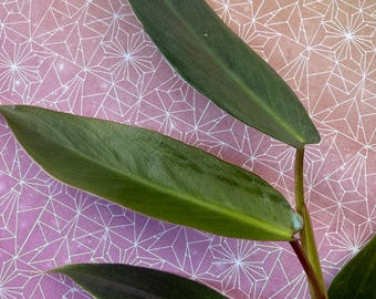 best soil mixture for monstera Monstera Imperial Potting Soil Mix – Wild & Son main image 0