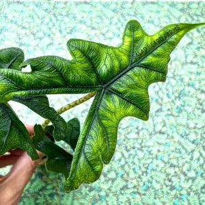 Alocasia &#39;Jacklyn&#39; starter plant