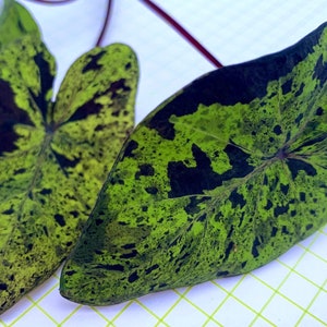 2 Colocasia ‘Mojito’ starter plants