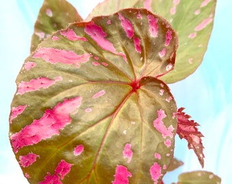 Begonia ‘Exotica’ starter plant