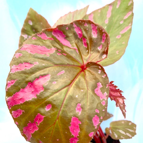 Begonia ‘Exotica’ starter plant