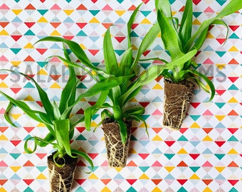 Pineapple ‘Sugarloaf’ starter plants