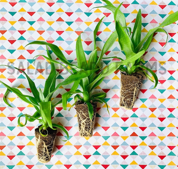 Pineapple ‘Sugarloaf’ starter plants