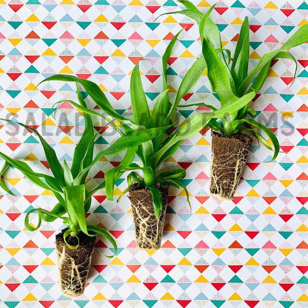 Pineapple ‘Sugarloaf’ starter plants