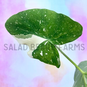 Variegated Colocasia ‘Ele Paio’ starter plant