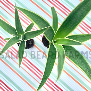 Variegated Pineapple ‘Juicy’ starter plant
