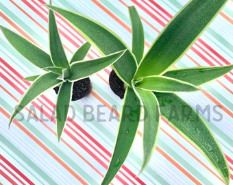 RARE Pineapple ‘Juicy’ starter plants - FREE shipping!