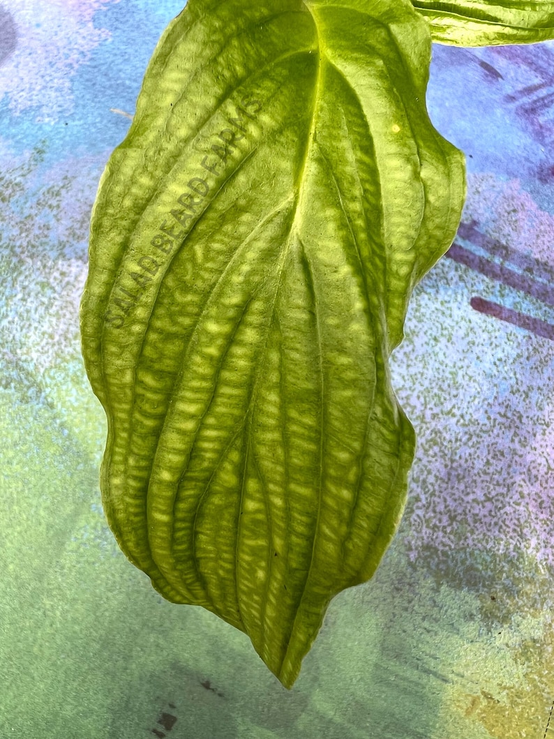 SaladBeardFarms Tacca integrifolia Bat Flower Starter Plant - Thumbnail 5