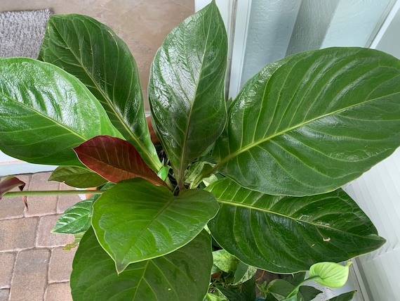 dieffenbachia camilla Dieffenbachia Camille main image 1
