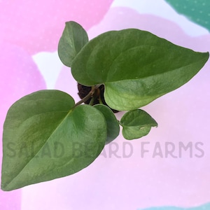 Anthurium podophyllum starter plant