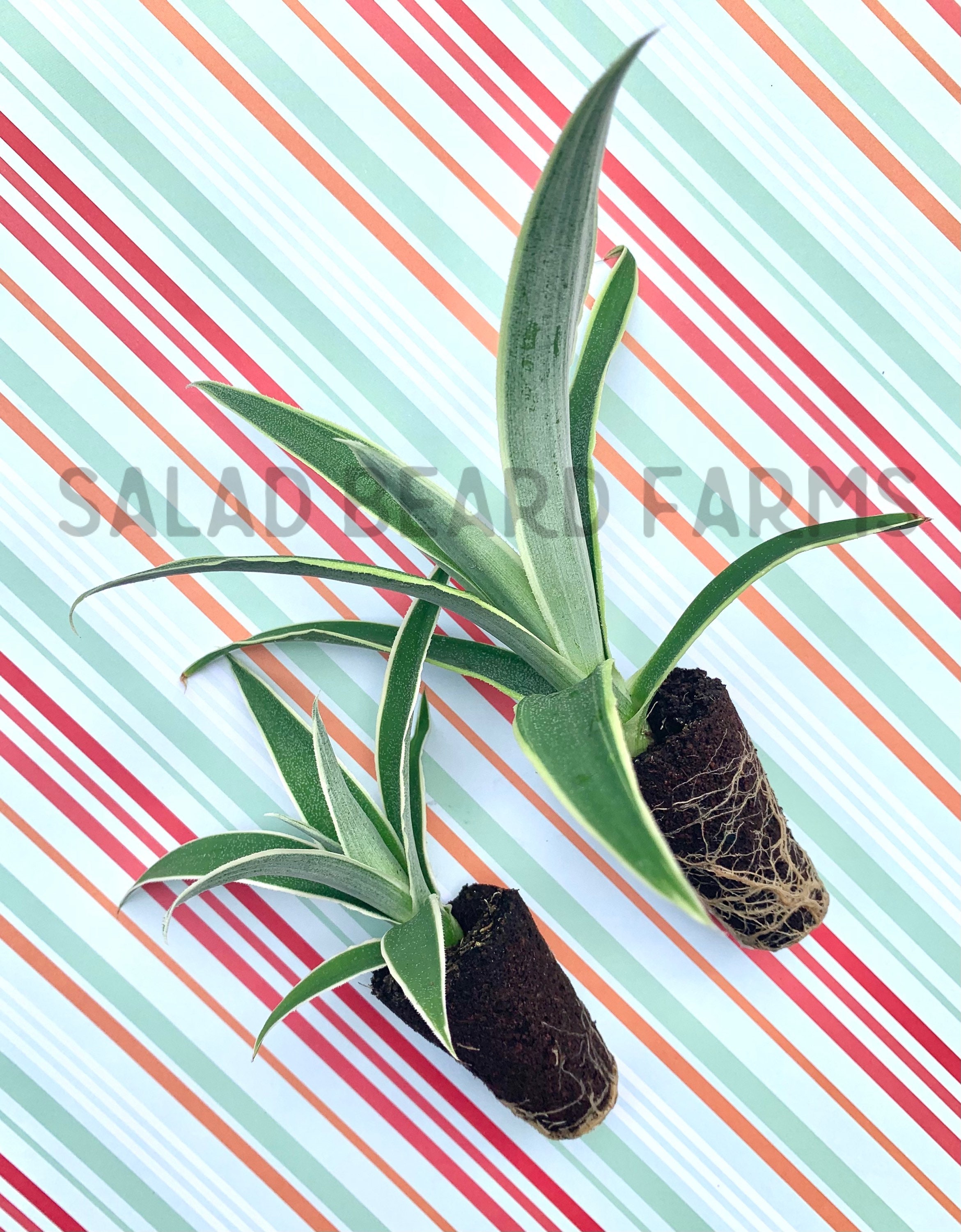 Variegated Pineapple juicy Starter Plant Etsy