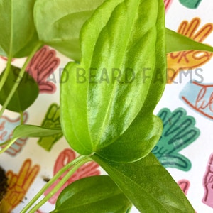 Anthurium ‘Fingers’ starter plants