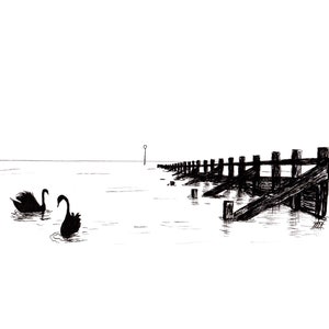 Swans on Portobello Beach. Edinburgh. Monochrome. A3 Art print.