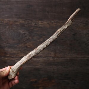 Peut inclure: Une baguette en bois naturel présentant une surface en écorce brun clair texturée avec des nœuds visibles et des irrégularités organiques sur toute sa longueur. Le bâton est droit avec une extrémité légèrement effilée, révélant le grain brut.