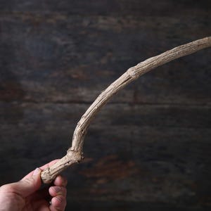 Peut inclure: Un bâton en bois clair et patiné présentant une surface noueuse et texturée avec une légère courbure naturelle. Le bois révèle des motifs de grain visibles, des nœuds et un aspect organique rugueux sur toute sa longueur, avec une finition brute.