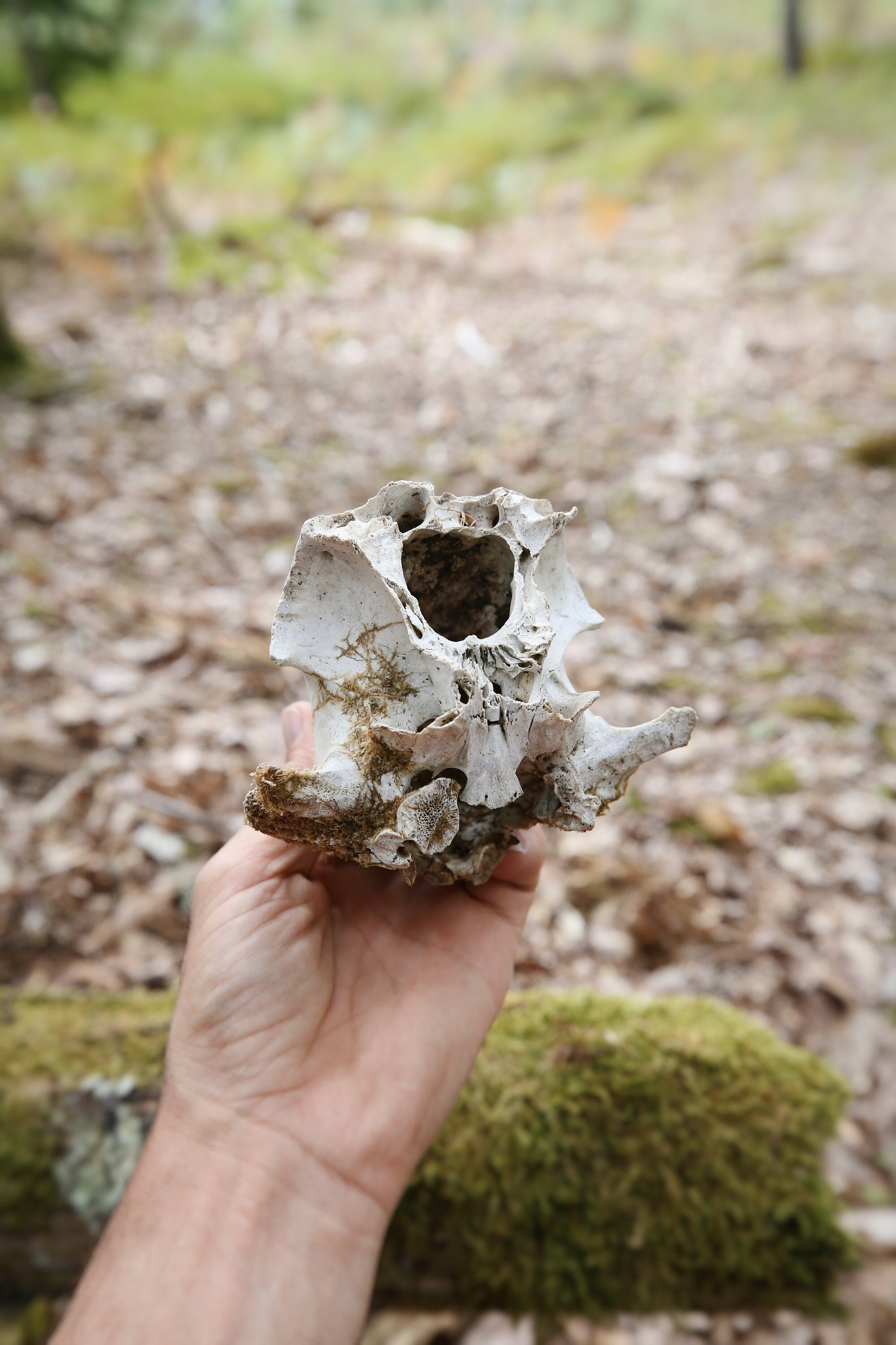 Crâne de Sanglier Pour Rituel Païen Celtique